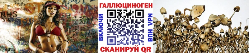 купить наркоту  Бавлы  Псилоцибиновые грибы Psilocybine cubensis 